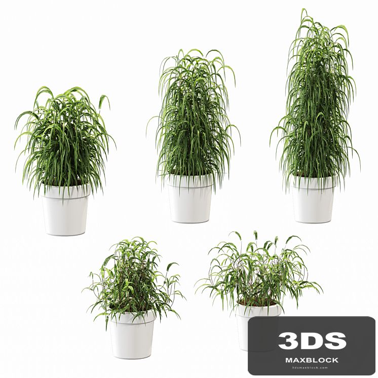 Plant in the pot. 5 models