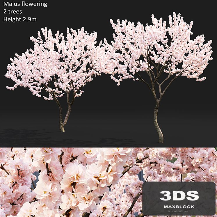 Malus flowering # 4