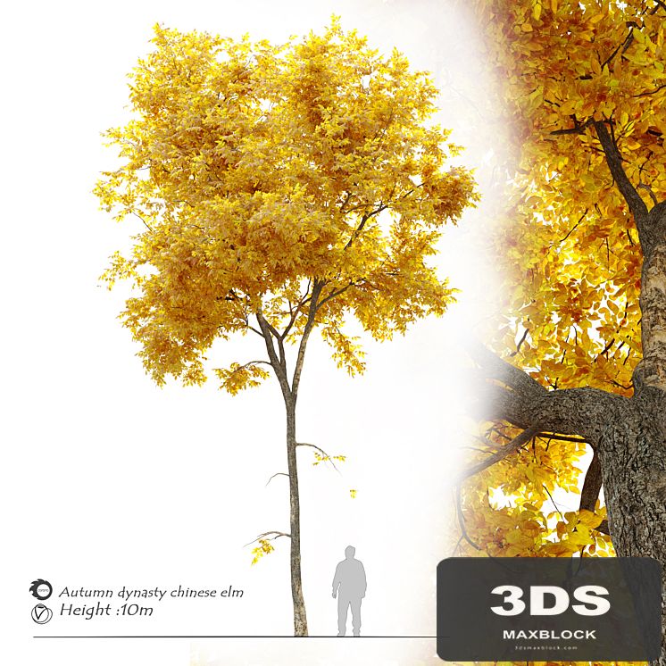 Autumn Ulmus parvifolia dynasty (Dynasty chinese elm)