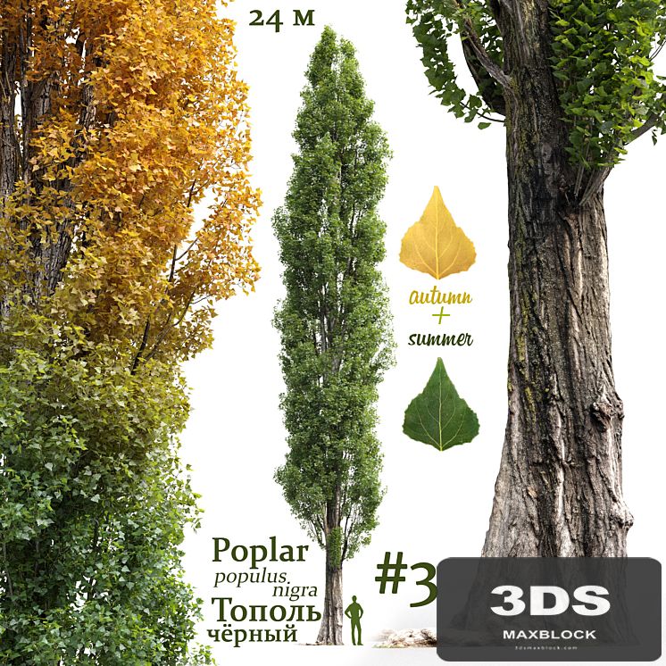 Poplar / Populus nigra #3