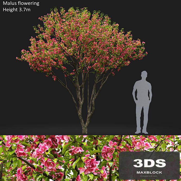 Malus flowering # 6