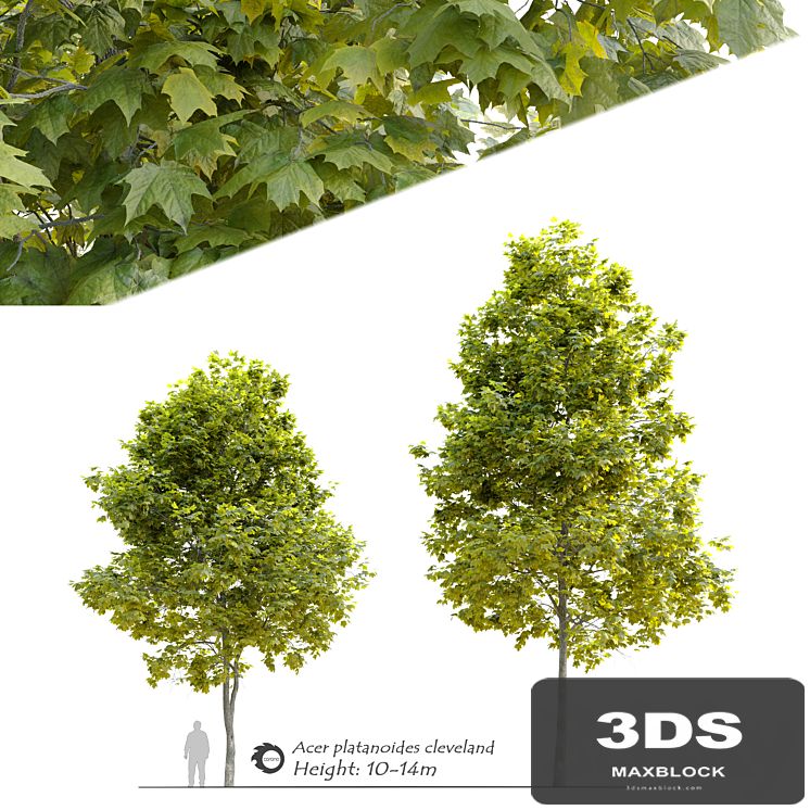Acer platanoides Cleveland