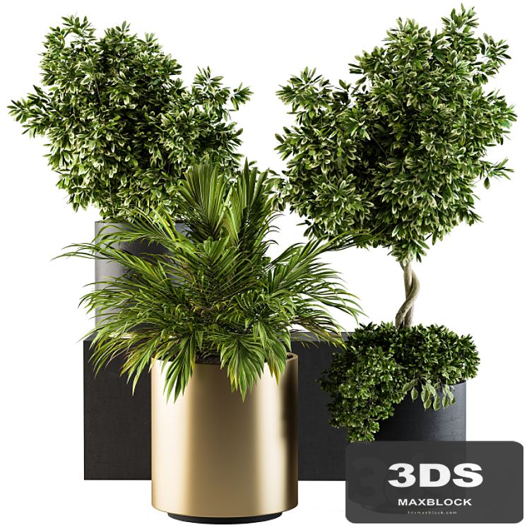 indoor Plant Set 90 - Black and Gold