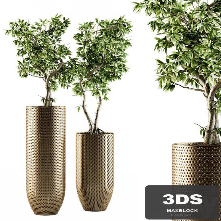 indoor Plant Set 91 - bonsai ficus benjamina