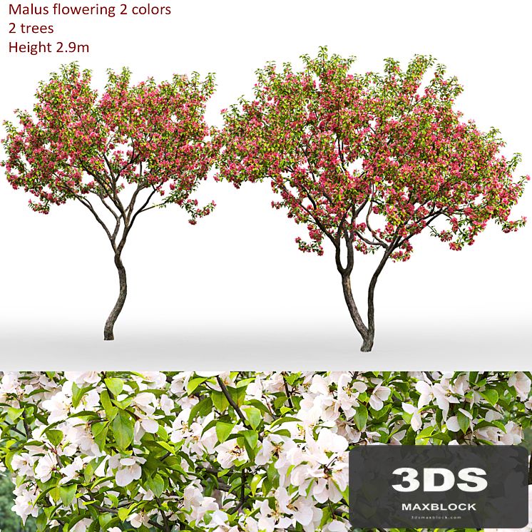 Malus flowering # 7