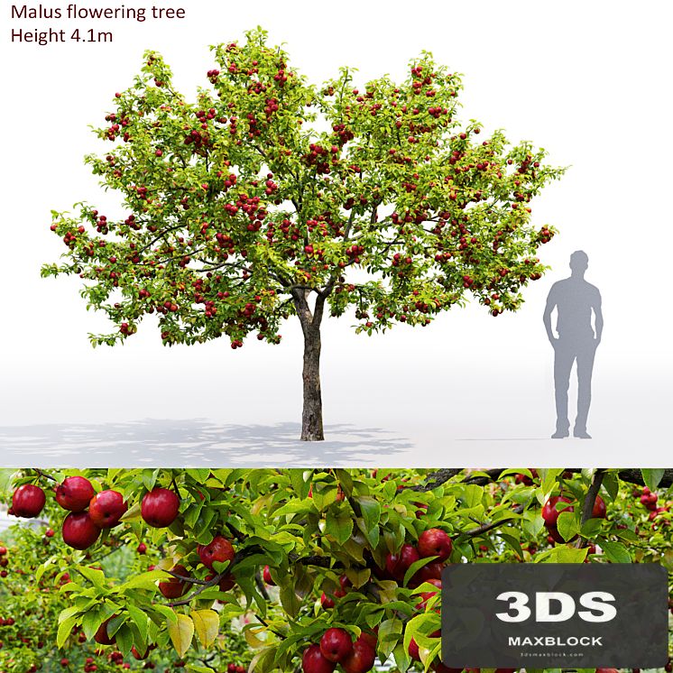 Apple tree