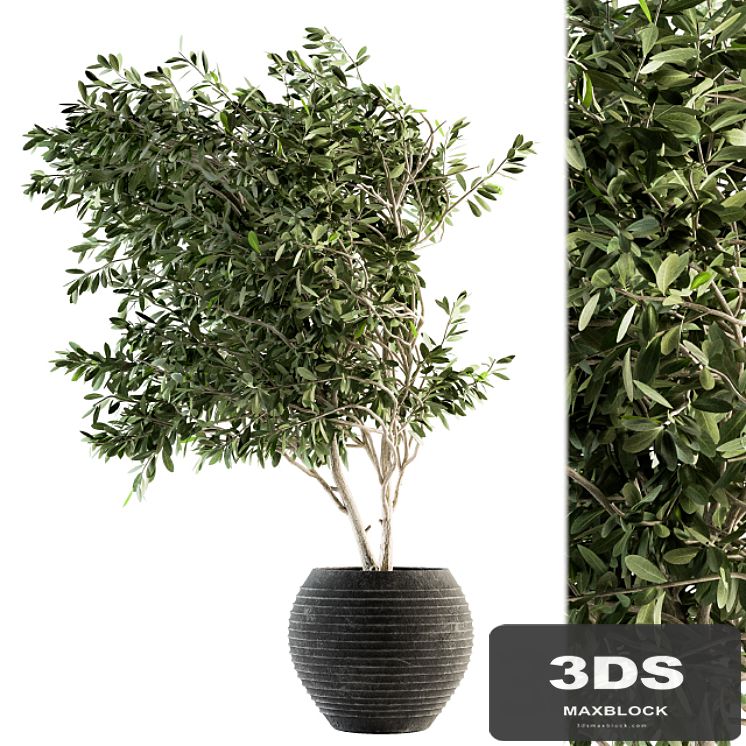 indoor Plant Set 87 - olive