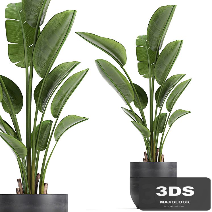 A beautiful small indoor banana palm in a black flower pot Strelitzia. Set 723.