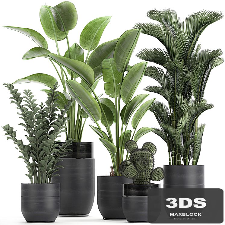 Collection of plants in black pots with Strelitzia, banana, dipsis, palm, cactus, Zamiokulkas. Set 724.