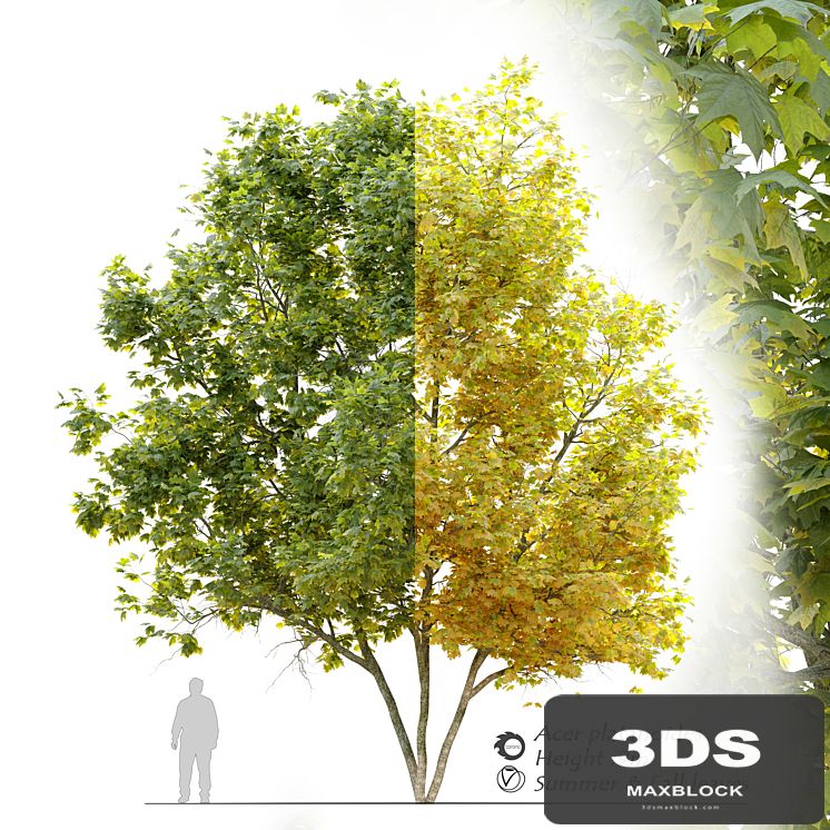 Acer platanoides (Norway maple)