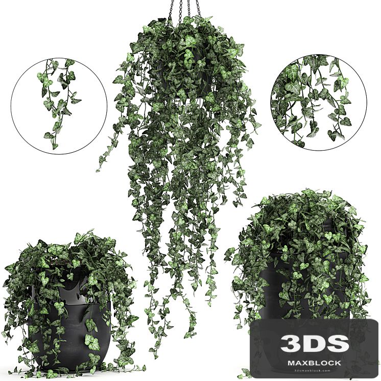 Collection of climbing and hanging plants in black pots ivy, suspension. Set 725.