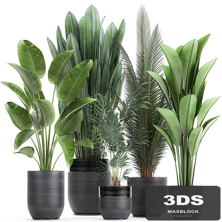 Collection of small plants in black pots with Strelitzia, banana, coconut palm, hovea. Set 726.