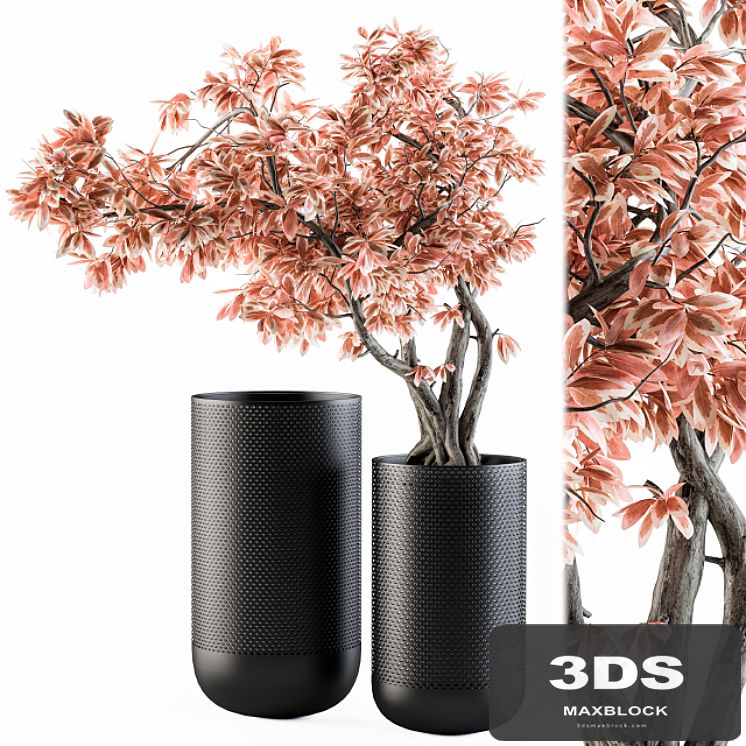 Bouquet Set 17 - Pink Bonsai