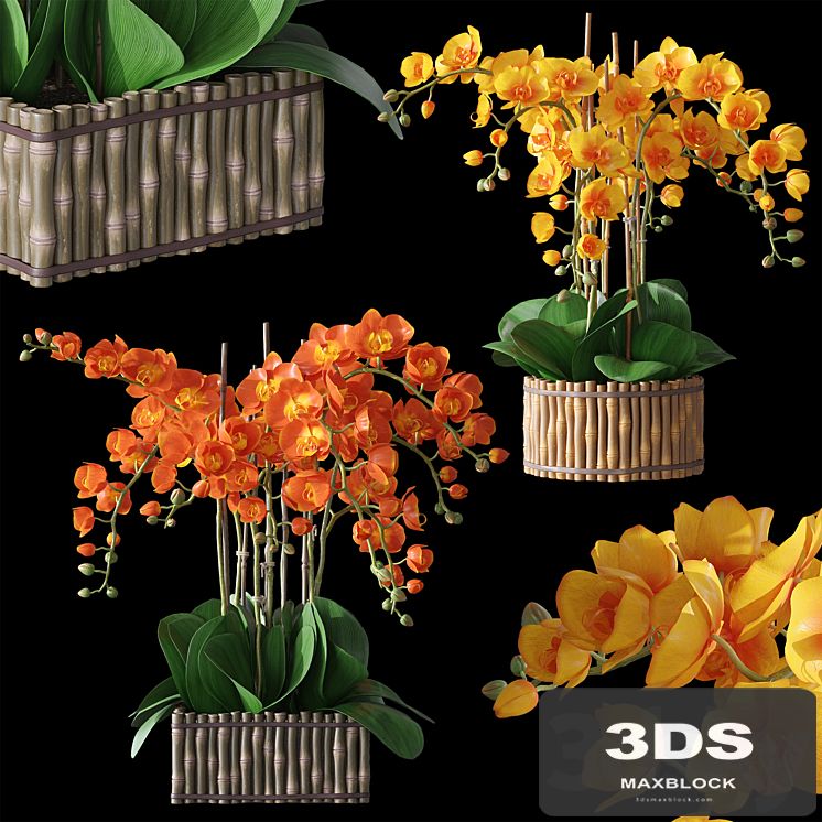 Orchids 3