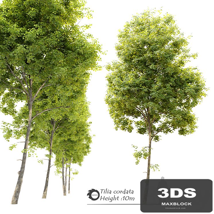 Tilia cordata (Linden) tree