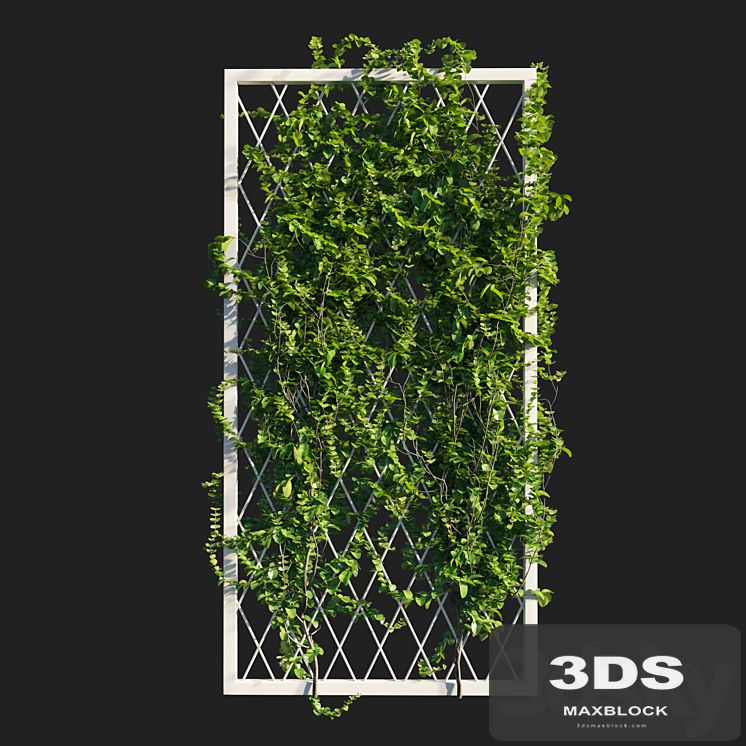 Vines on wall