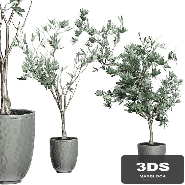 Flower Pack 122 - Olive Tree