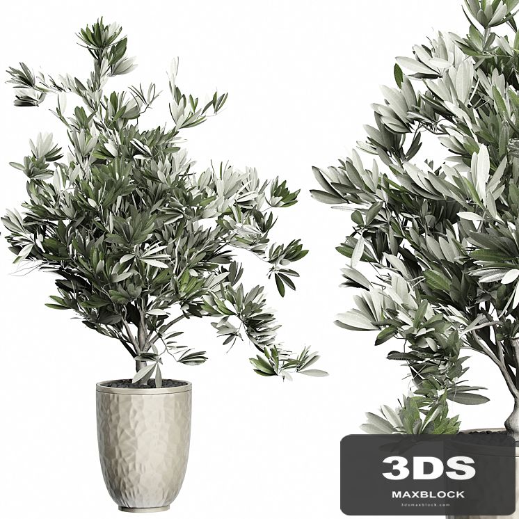 Flower Pack 123 - Olive Tree