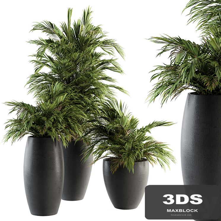 Indoor Plant Set 88 - Tropical