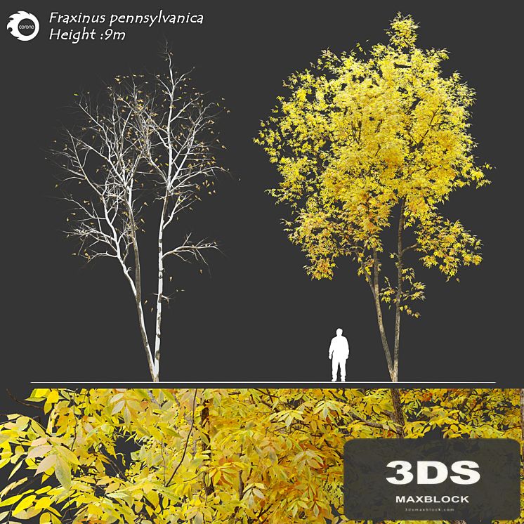 Fraxinus pennsylvanica (Ash tree)