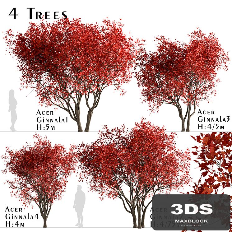 Set of Acer Ginnala Trees (Amur Maple) (4 Trees)