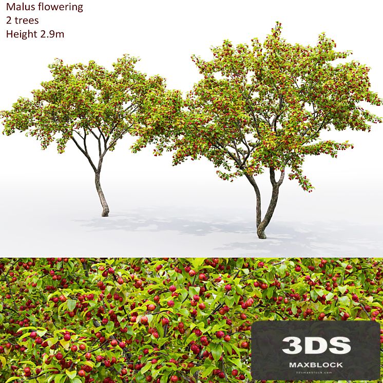 Malus  tree