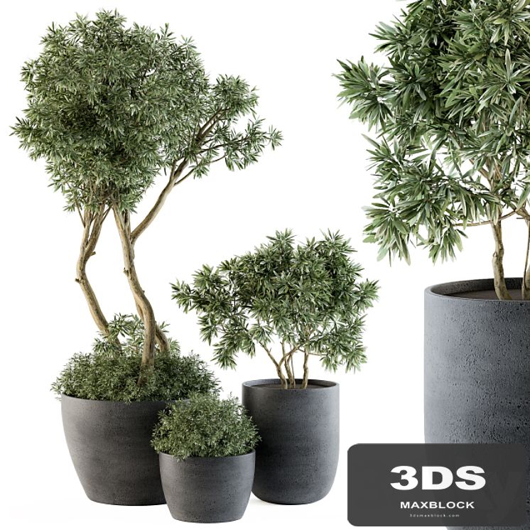Outdoor Plants Tree in pot - Set 90