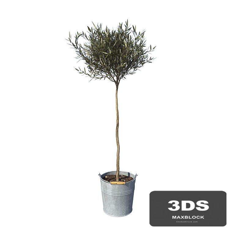 olive tree small