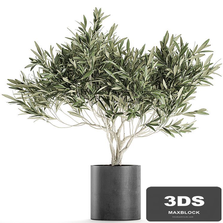 Decorative small olive tree in a black concrete pot, topiary. Set 732.