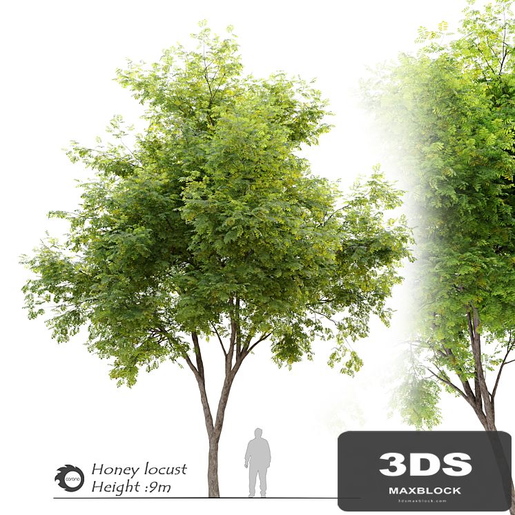 Honey locust (Gleditsia triacanthos)
