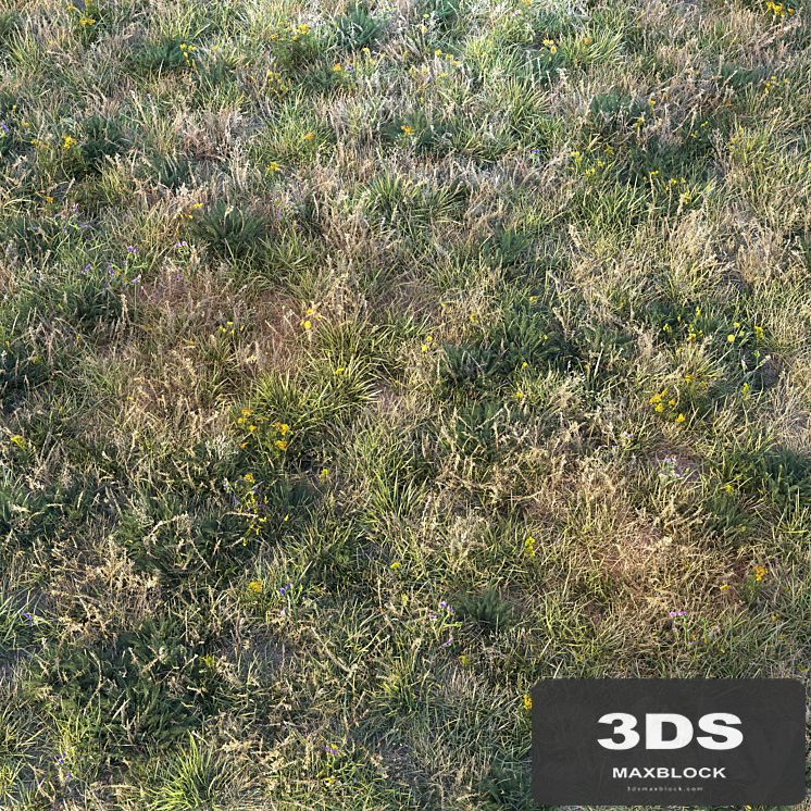 Autumn grass