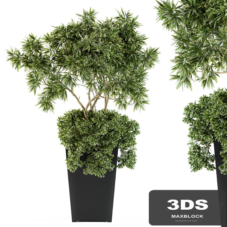 indoor Plant Set 96 - olive
