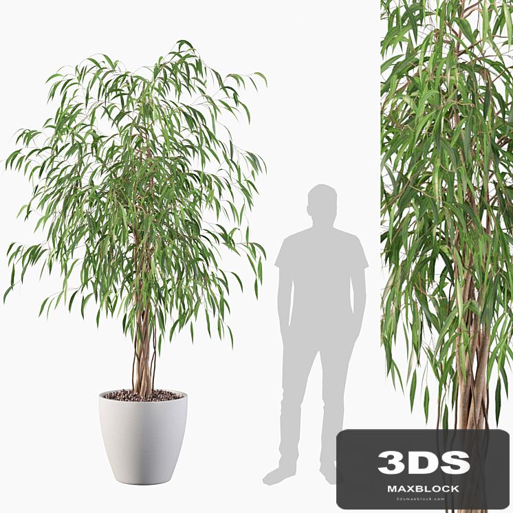 Plants collection 075 - ficus ali