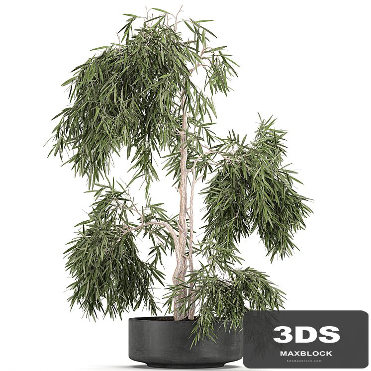 Decorative small weeping olive tree in a black concrete pot, topiary. Set 733.