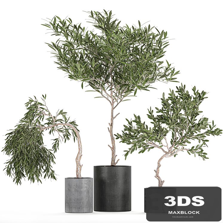 A collection of decorative small weeping Olive trees in black concrete pots. Set 734.