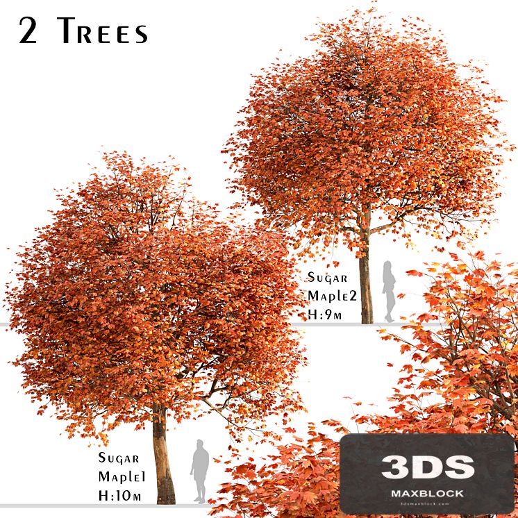 Set of Sugar Maple Trees (Acer Saccharum) (2 Trees)