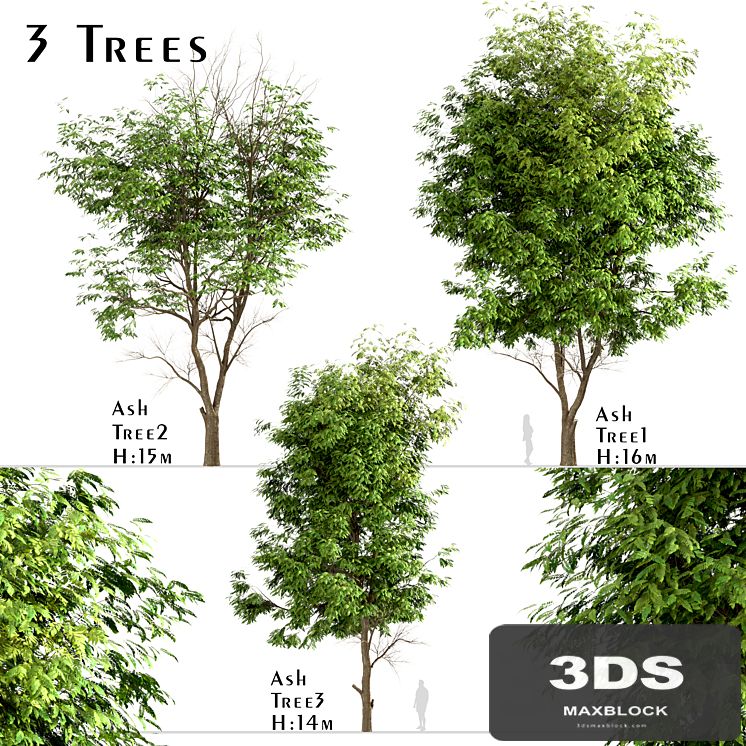 Set of Ash Trees (Fraxinus) (3 Trees)