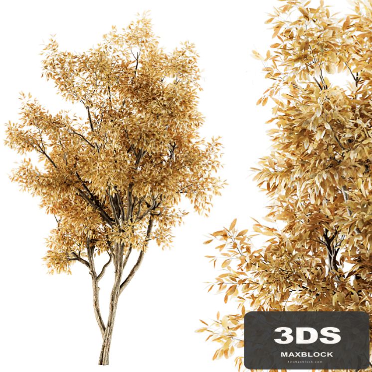 Tree Broadleaf Fall- Set 20