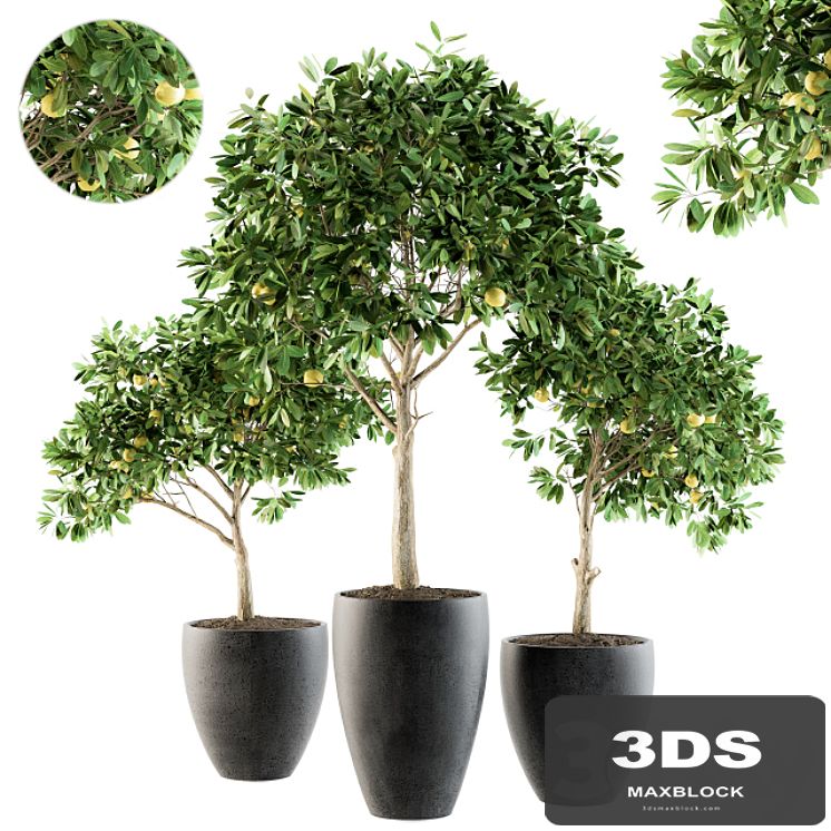 Outdoor Plants lemon tree - Set 97