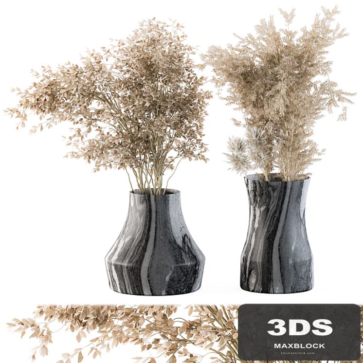 Dry plants 43 - Dried Plant Pampas