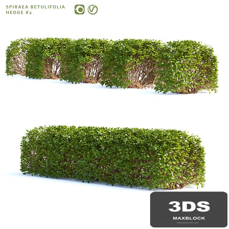 Spirea birch-leaved Hedge | Spiraea betulifolia # 2
