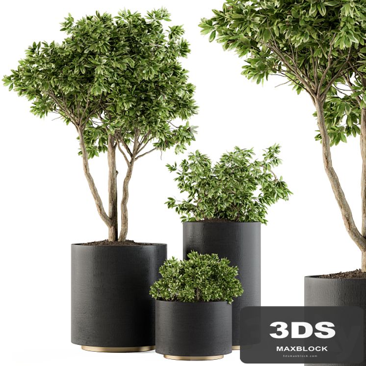 Outdoor Plants Tree in pot - Set 94