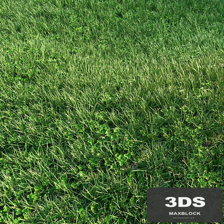 Grass