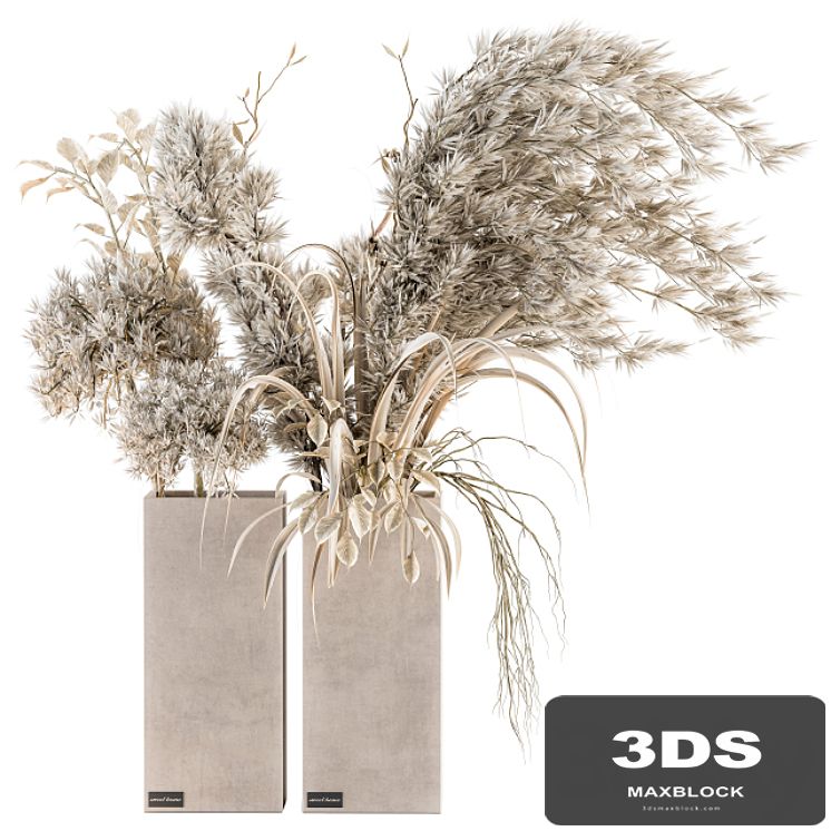 Dry plants 39 - Dried Plant Pampas