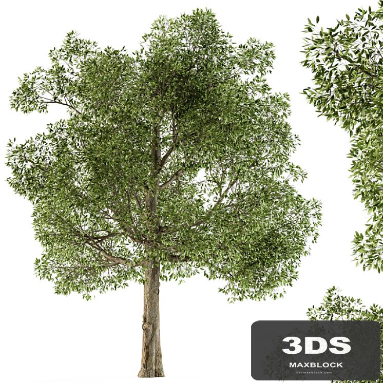 Tree Broadleaf - Set 21