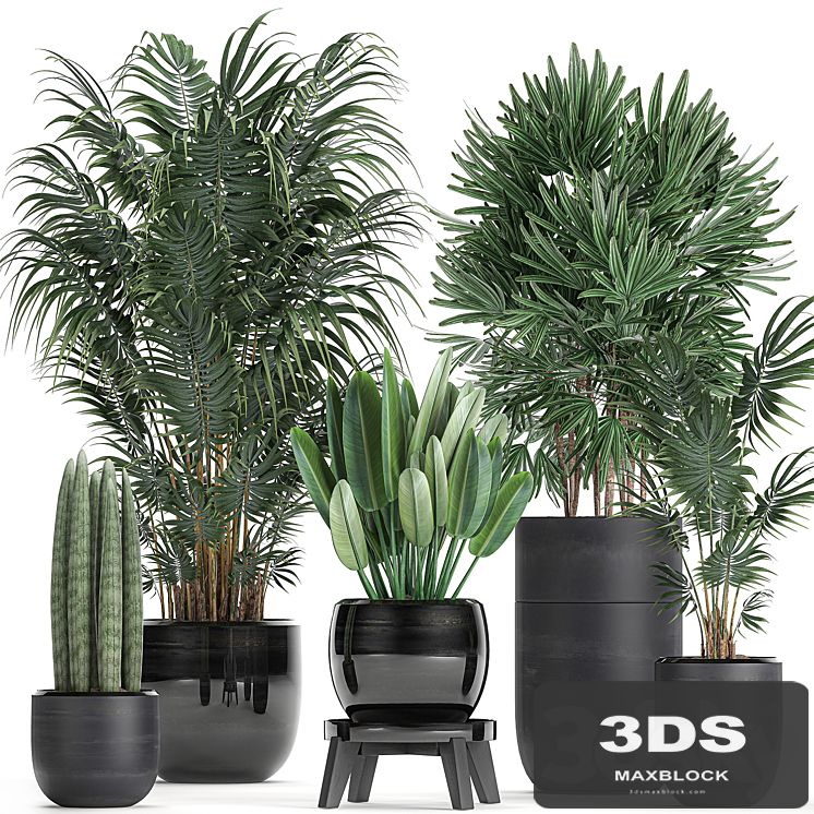 A collection of beautiful small plants in black pots and vases with Palm, Rapeseed, strelitzia. Set 738.