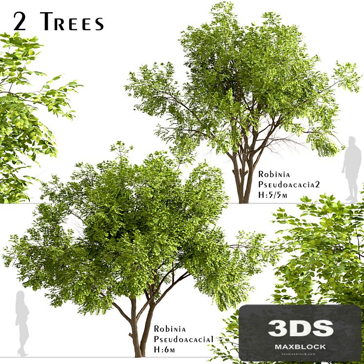 Set of Robinia Pseudoacacia Trees (Black Locust) (2 Trees)