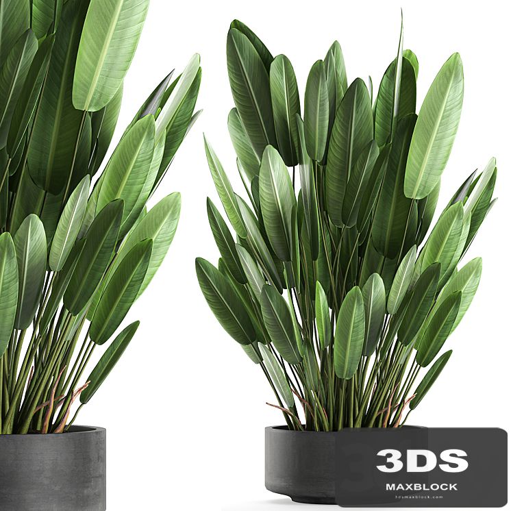 Exotic thickets in a black pot with a Strelitzia flower, ravenala. Set 740.