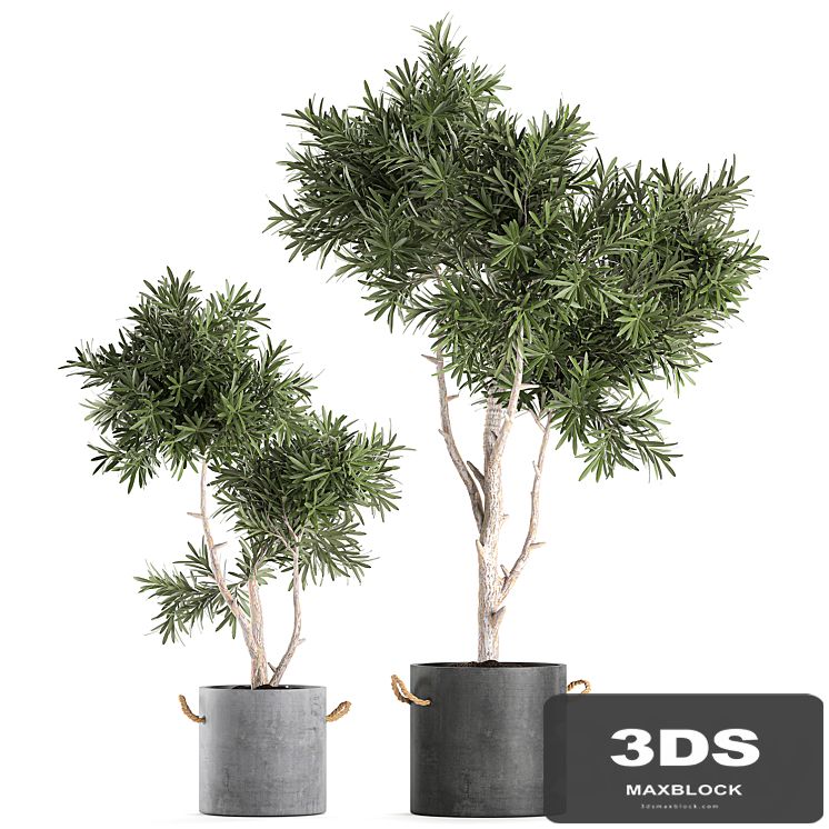Decorative small tree in a black concrete pot, topiary. Set 741.