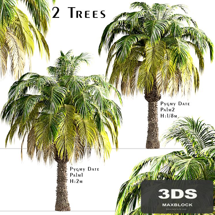Set of Pygmy Date Palm Trees (Phoenix Roebelenii) (2 Trees)